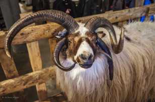 Iceland ram-9028 Iceland ram-9028
